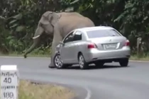 Video: Kinh hoàng cảnh voi rừng “nổi điên” đòi đè bẹp ôtô