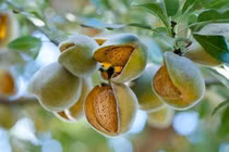 Loại hạt ví như nữ hoàng của các loại hạt, tìm mua rất dễ