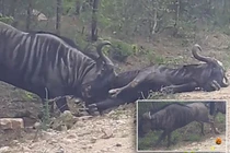 Video: Ra tay cứu nạn, linh dương đầu bò húc bay cả đồng đội