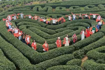 Khảo sát điểm đến, dịch vụ du lịch trên địa bàn Mộc Châu