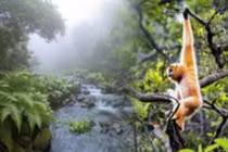 Khám phá thiên nhiên hoang dã tại khu rừng hàng triệu năm tuổi