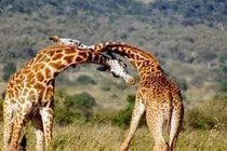 Video: Hươu cao cổ tử chiến giành quyền giao phối 