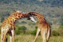 Video: Hươu cao cổ tử chiến giành quyền giao phối 