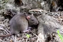 Video: Những màn săn mồi chớp nhoáng của loài trăn