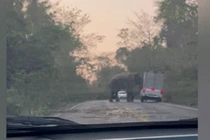 Video: Không đợi con voi đi qua, tài xế nhận kết đắng