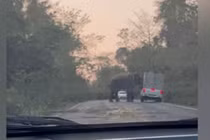 Video: Không đợi con voi đi qua, tài xế nhận kết đắng