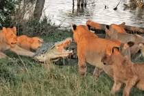 Video: Lên bờ trộm thức ăn của sư tử, cá sấu nhận "kết đắng"