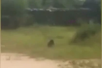 Video: Đang đá bóng, đám trẻ bỏ chạy khi chạm trán sinh vật đen sì