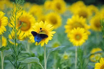 Ai sinh vào 4 ngày Âm lịch này tâm như nước lặng, sống viên mãn