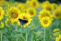 Ai sinh vào 4 ngày Âm lịch này tâm như nước lặng, sống viên mãn