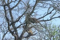 Video: Pha cướp mồi “siêu” ngu ngốc của báo hoa mai 