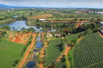 Khám phá đồi chè Tâm Châu (Bảo Lộc) - thiên đường màu xanh