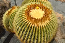 6 cây cảnh xù xì là bảo bối của nhà giàu, giúp đuổi tà khí