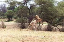 Video: Sư tử bay người lên không giết hươu cao cổ