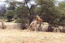 Video: Sư tử bay người lên không giết hươu cao cổ
