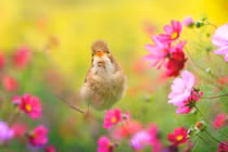 Tết năm nay không phải lo tiền bạc, 4 con giáp thu nhập cao