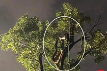 "Hốt hoảng" khi thấy chàng trai đu concert BlackPink... trên cây