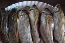 Một số bộ phận của cá không ăn được bạn nên biết