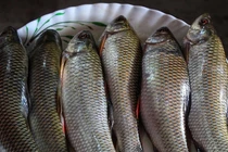 Một số bộ phận của cá không ăn được bạn nên biết