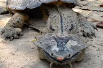 Vì sao loài rùa kỳ quặc luôn “nở nụ cười” trên môi?