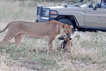 Video: “Giả chết như thật” chó hoang thoát chết nanh vuốt của sư tử