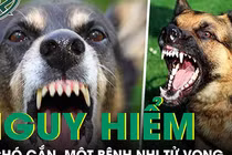 Video: Bốn người trong nhà bị chó cắn, một trẻ tử vong sau ba tháng