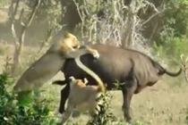 Video: Trâu rừng chết thảm dưới nanh vuốt 2 con sư tử