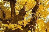 Tại sao loài cây này đang bị đột biến, nguy cơ tuyệt chủng?