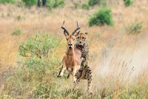 Cận cảnh màn săn linh dương Impala của báo đốm