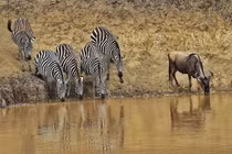 Tại sao động vật có thể uống nước trực tiếp từ sông, hồ? 