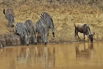 Tại sao động vật có thể uống nước trực tiếp từ sông, hồ? 