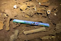 Phát hiện hóa thạch loài thú cổ trong hang động ở Vịnh Hạ Long