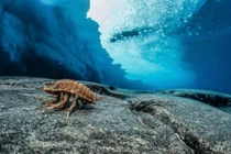 Loài vật bí ẩn được phát hiện dưới băng ở Nam Cực