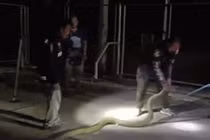 Video: Bắt rắn hổ mang chúa dài hơn 4m nấp trong ống cống