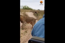 Video: Rắn hổ mang chạm trán sư tử giữa đường, cái kết bất ngờ