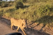 Video: Khoảnh khắc sư tử bảo vệ con chạm đến trái tim nhiều người