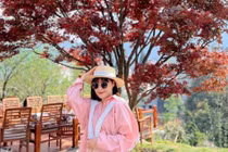 Giới trẻ nô nức check-in bên cây phong lá đỏ tại Sa Pa