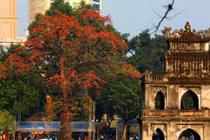 Hoa gạo "thắp lửa" bên tháp Rùa Hồ Gươm