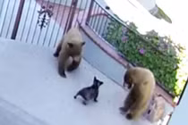 Video: Chó nhỏ đuổi đánh 2 con gấu chạy “trối chết”