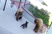 Video: Chó nhỏ đuổi đánh 2 con gấu chạy “trối chết”