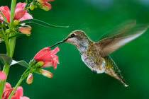 Ai sinh ngày Âm lịch này, con gái không sợ túng, nhân sinh như ý