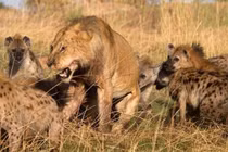 Video: Sư tử bị linh cẩu “đánh hội đồng”, cướp thức ăn