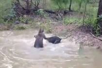 Video: Chó nhận “kết đắng” vì tấn công kangaroo