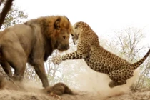 Video: Báo đốm suýt chết trước nanh vuốt sư tử 