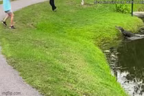 Video: Đang câu cá, người đàn ông bị cá sấu lao lên tấn công