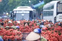 Hàng trăm xe nối đuôi chờ "ngã giá" thu mua ở thủ phủ vải thiều