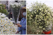 Xao xuyến mùa cúc họa mi