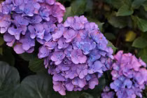 Người sinh vào 5 ngày Âm lịch này đổi vận sau kết hôn