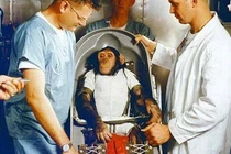 Điều gì xảy ra với con tinh tinh đầu tiên bay vào vũ trụ?