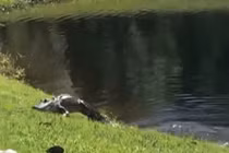 Video: Cá sấu quăng quật, ăn thịt rắn khủng ngay trước mặt người dân